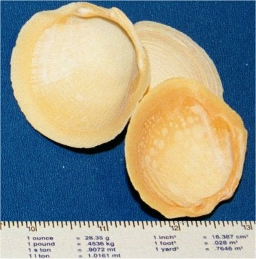 Buttercup Shells