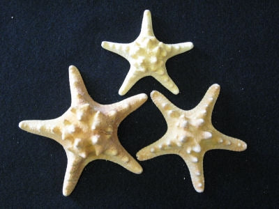 Knobby Chocolate Chip Starfish