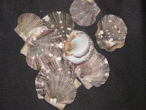 Mexican Flat Scallops