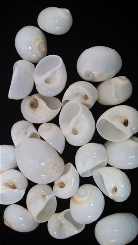 Natica Mamillia (White Polished Moon Shells)
