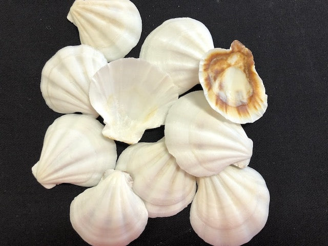 White Plicate Scallop Shells