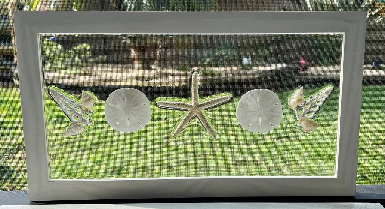 Starfish Sand Dollars and Shells on Glass