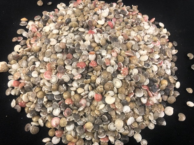 Umbonium Costatum Tiny shells
