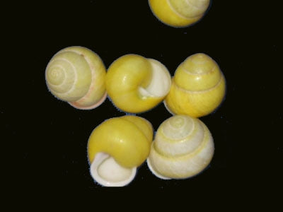 Yellow Shells